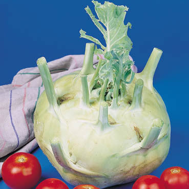 Witte ReuzenKoolrabi 'Superschmelz'