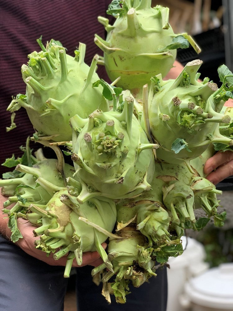 Witte ReuzenKoolrabi 'Superschmelz'