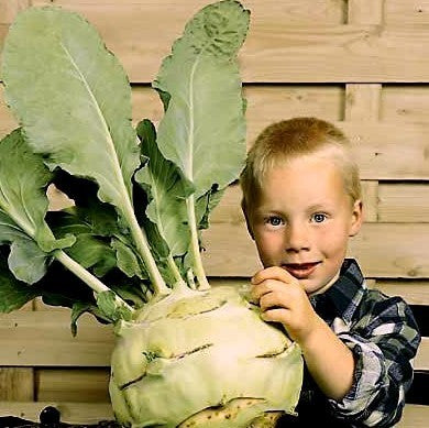 Witte ReuzenKoolrabi 'Superschmelz'