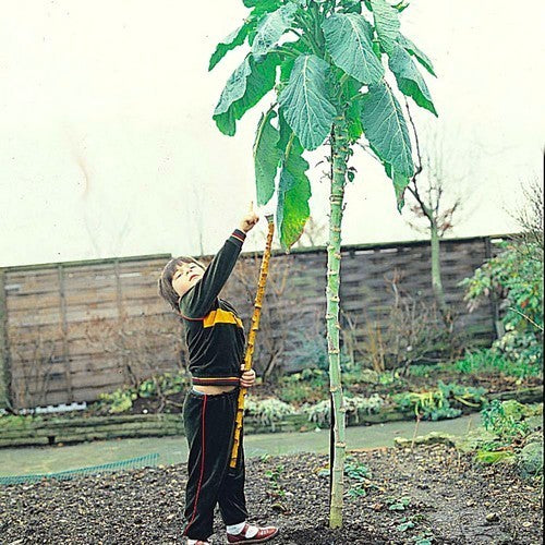MergKool 'Jersey Tree' / 'Walking Stick Cabbage' / 'Asturian'