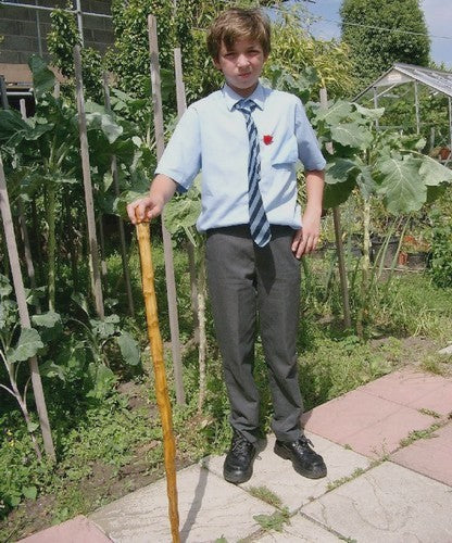 MergKool 'Jersey Tree' / 'Walking Stick Cabbage' / 'Asturian'