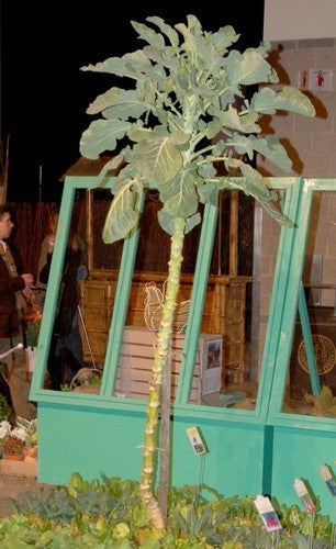 MergKool 'Jersey Tree' / 'Walking Stick Cabbage' / 'Asturian'