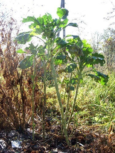 MergKool 'Jersey Tree' / 'Walking Stick Cabbage' / 'Asturian'