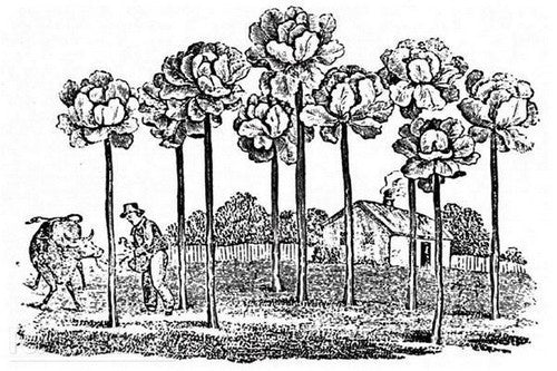 MergKool 'Jersey Tree' / 'Walking Stick Cabbage' / 'Asturian'