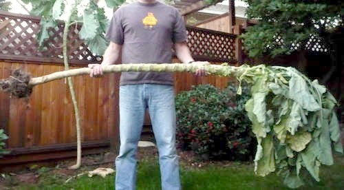 MergKool 'Jersey Tree' / 'Walking Stick Cabbage' / 'Asturian'