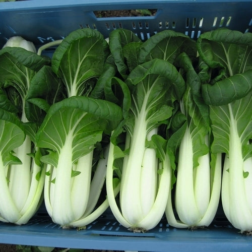Bok Choy 'Bopak' F1 / 'Compak' F1