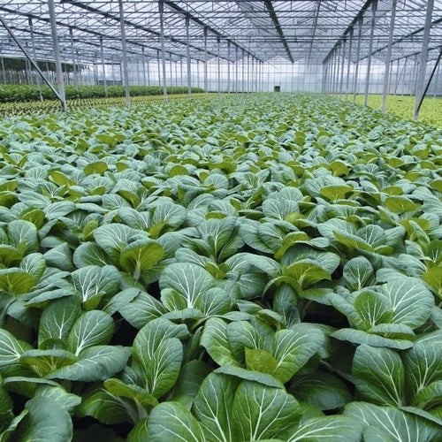 Bok Choy 'Bopak' F1 / 'Compak' F1