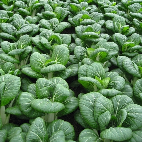 Bok Choy 'Bopak' F1 / 'Compak' F1