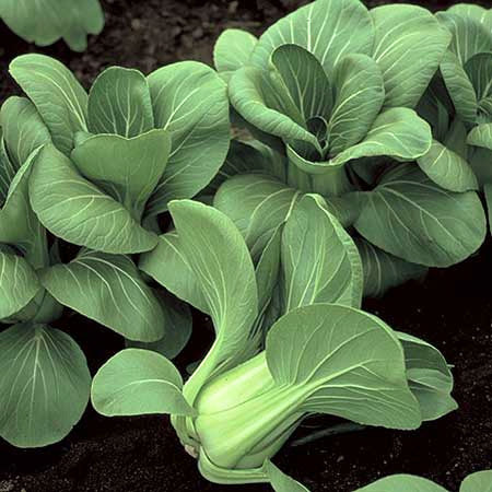Mini Shanghai Paksoi 'Dwarf Green Stem' / 'Dwarf Shanghai'