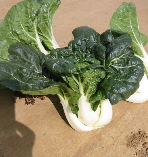 Mini Paksoi 'Dwarf White Stem' F1