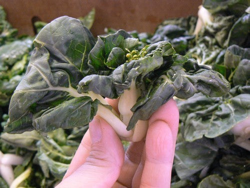 Mini Pak Choi 'Hok Du' (Extra Dwarf)