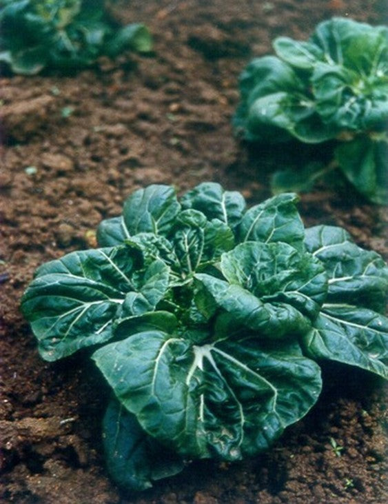 Mini Pak Choi 'Hok Du' (Extra Dwarf)