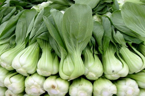 Shanghai Paksoi 'Green Stem Shanghai'