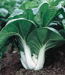Pak choi 'Joi Choi' F1 / 'Win-Win' F1