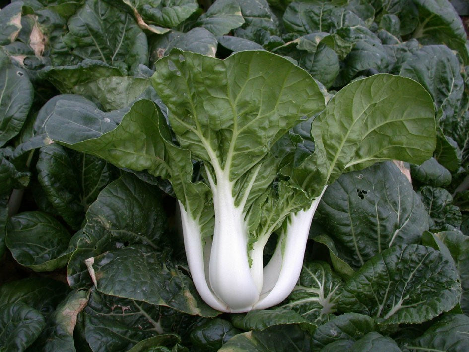 Pak choi 'Joi Choi' F1 / 'Win-Win' F1