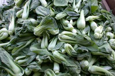 Pak choi 'Joi Choi' F1 / 'Win-Win' F1