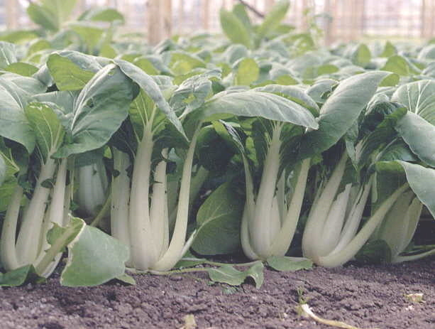 Pak choi 'Joi Choi' F1 / 'Win-Win' F1