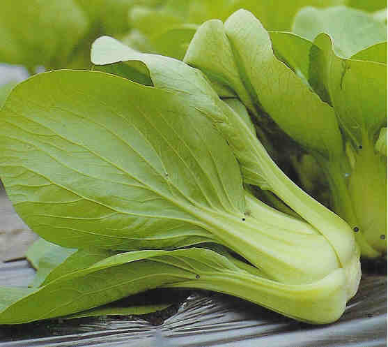 Shanghai Paksoi 'Mei Qing Choi' F1 / 'Brisk Green' F1 / 'May'