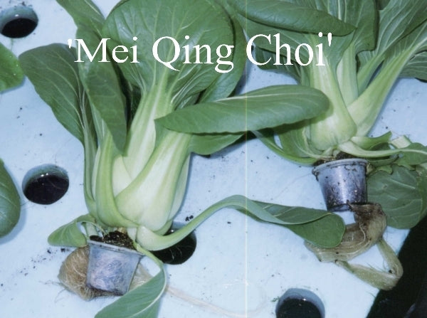 Shanghai Paksoi 'Mei Qing Choi' F1 / 'Brisk Green' F1 / 'May'