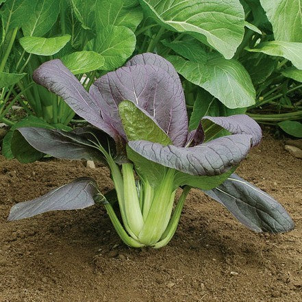 Red Pak Choi 'Red Choi' F1