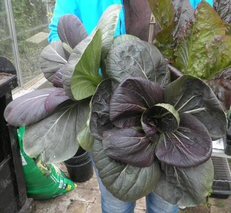 Red Pak Choi 'Red Choi' F1