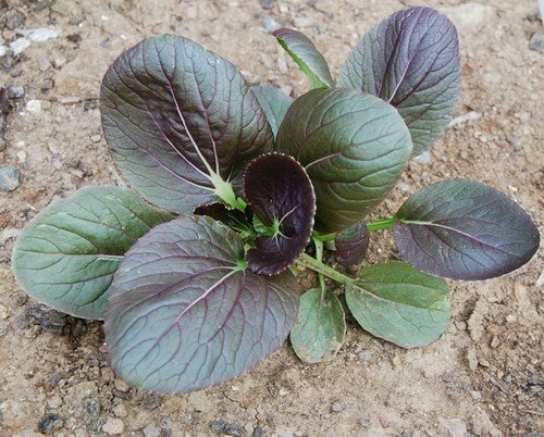 Red Pak Choi 'Red Choi' F1
