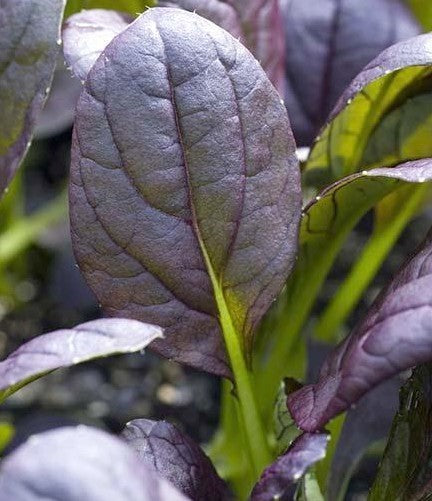 Red Pak Choi 'Red Choi' F1