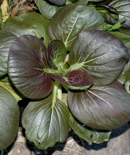 Red Pak Choi 'Red Choi' F1