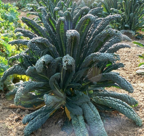 Palm Kale 'Black Tuscan' / '(Cavolo) Nero di Toscana'