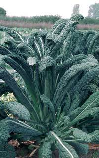 Palm Kale 'Black Tuscan' / '(Cavolo) Nero di Toscana'