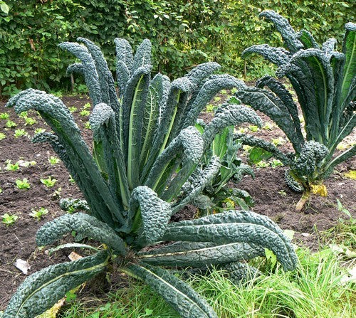 Palm Kale 'Black Tuscan' / '(Cavolo) Nero di Toscana'