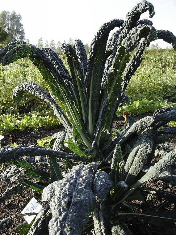 Palm Kale 'Black Tuscan' / '(Cavolo) Nero di Toscana'