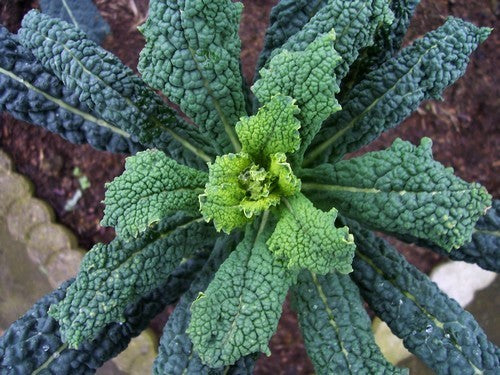 Palm Kale 'Black Tuscan' / '(Cavolo) Nero di Toscana'