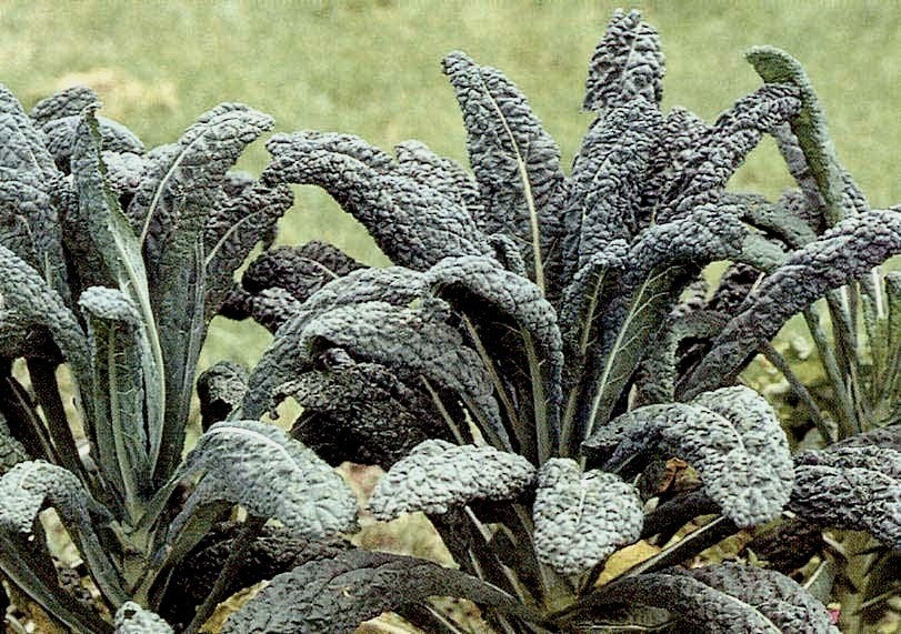 Palm Kale 'Black Tuscan' / '(Cavolo) Nero di Toscana'