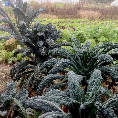 Palmkool 'Zwarte van Toscana' / '(Cavolo) Nero di Toscan'