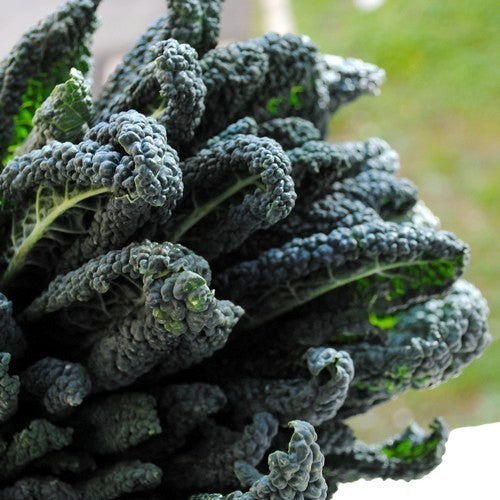 Palmkool 'Zwarte van Toscana' / '(Cavolo) Nero di Toscan'
