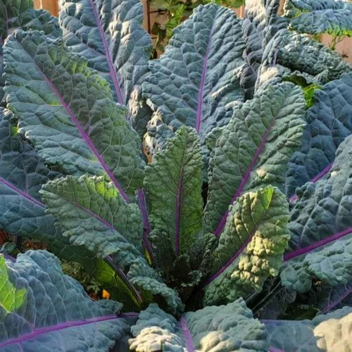 Blauwe Palmkool 'Dazzling Blue'