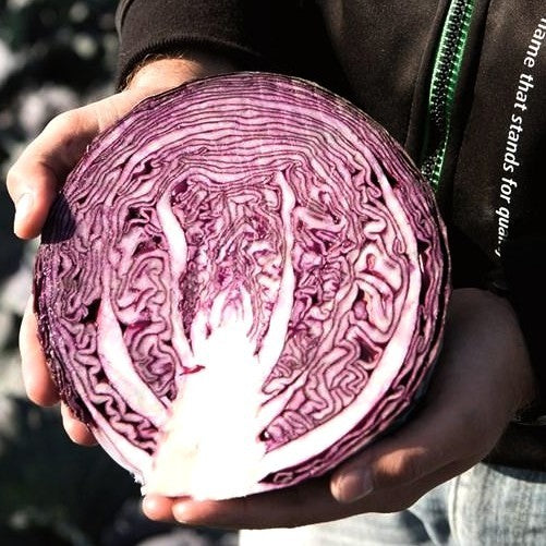 Red Cabbage 'Klimaro' F1