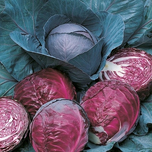 Red Cabbage 'Rodeo' F1
