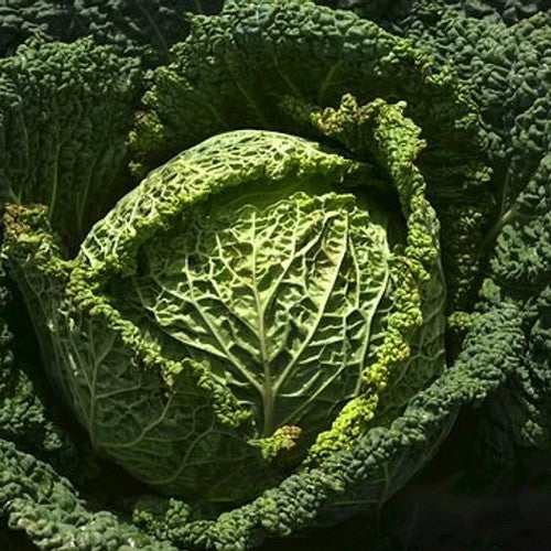 Savoy cabbage 'Aubervilliers'