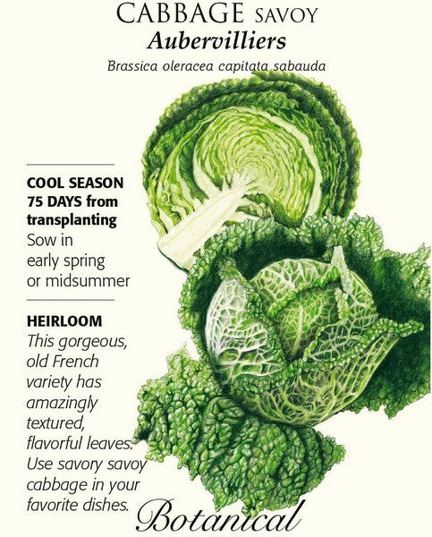 Savoy cabbage 'Aubervilliers'