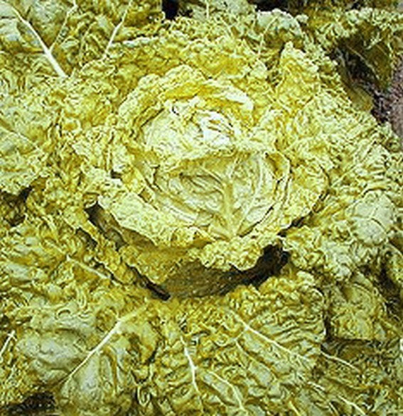 Savooiekool 'Bloemendaalse Gele'