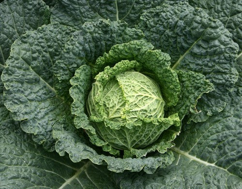 Savoy Cabbage 'Donkergroene Putjes' / 'Westlandse Putjes'