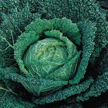 Savoy Cabbage 'Donkergroene Putjes' / 'Westlandse Putjes'