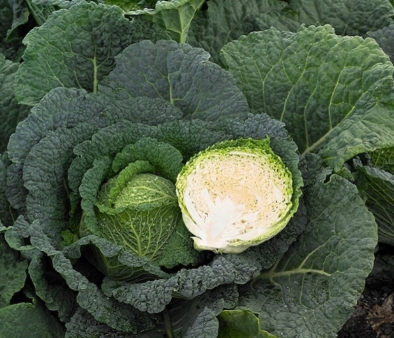 Savooiekool 'Cordesa' F1 / 'KSA 173'