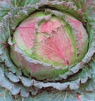 Savoy Cabbage 'Verza di Verona' / 'San Michele' / 'Violaceo Di'