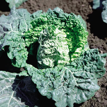Savoy Cabbage 'Vroege Groene Spitse' / 'Kappertjes' / 'Vorbote'