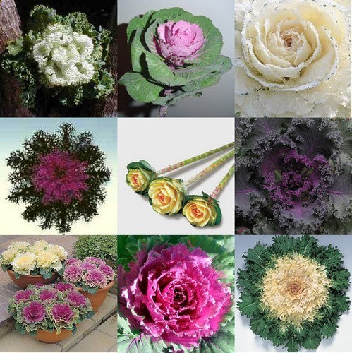 Cutting Cabbage or Leaf Cabbage 'Japanese Collection'