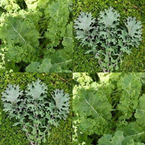 Cutting Cabbage or Leaf Cabbage 'Russian Mix'