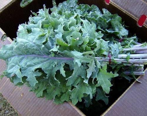 SnijKool of BladKool 'Siberian'